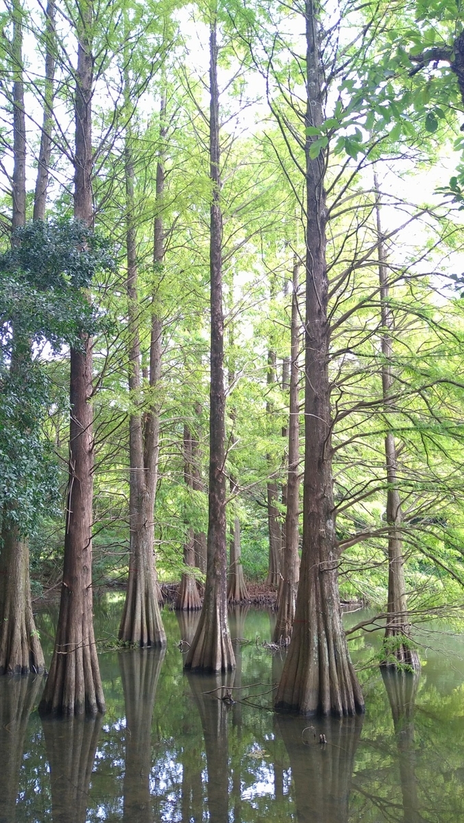 f:id:mosgreen3111:20210928220914j:plain