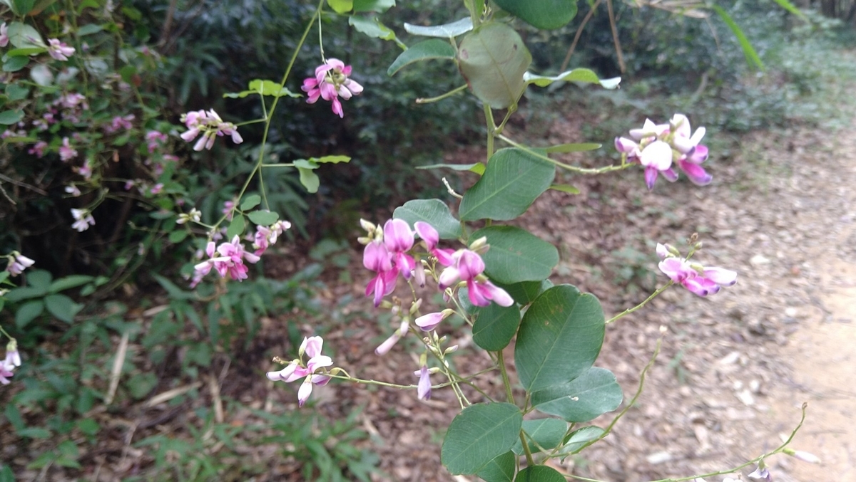 f:id:mosgreen3111:20210928222409j:plain