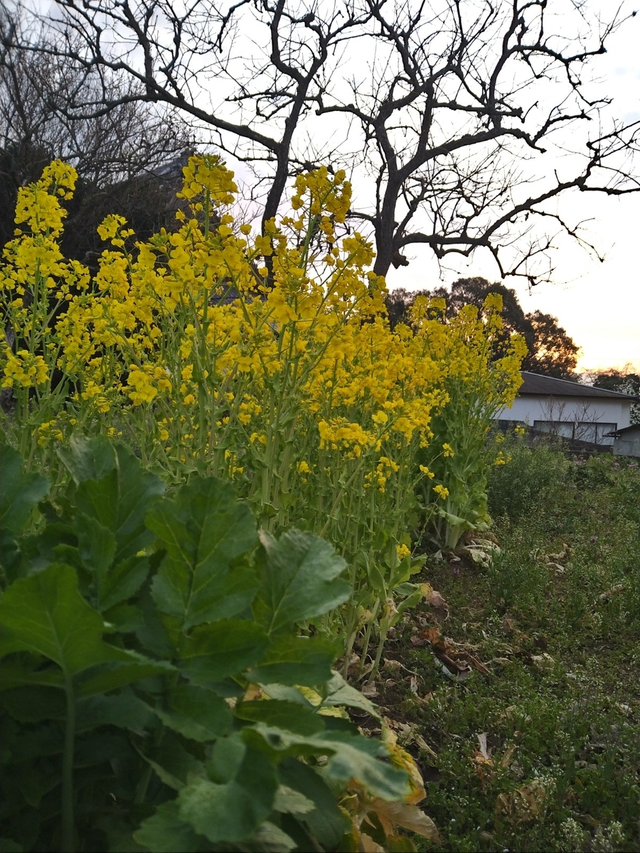 f:id:mosgreen3111:20220317132457j:plain