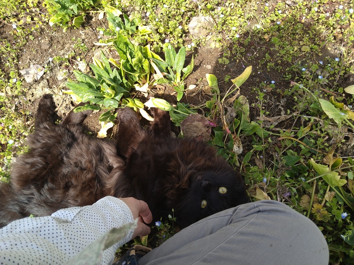 f:id:mosgreen3111:20220327230914j:plain