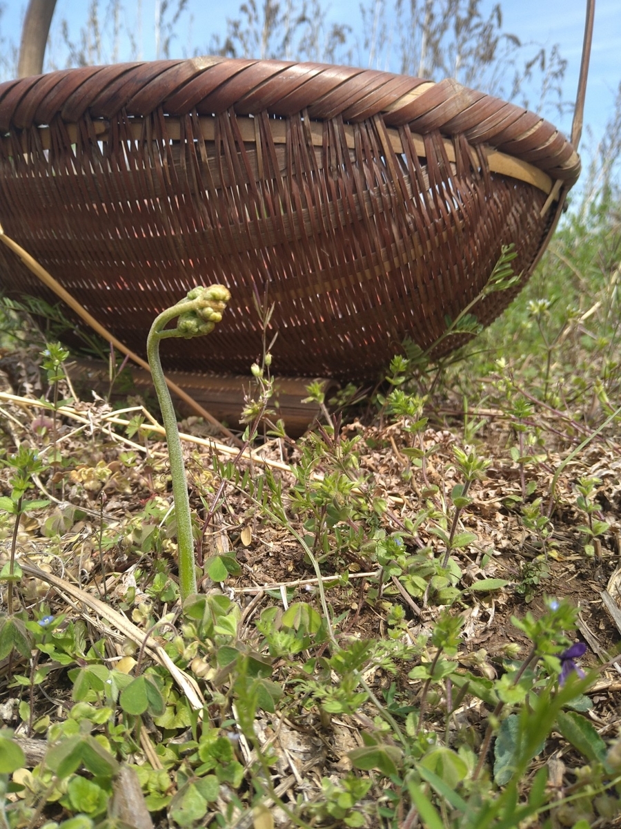 f:id:mosgreen3111:20220402212954j:plain