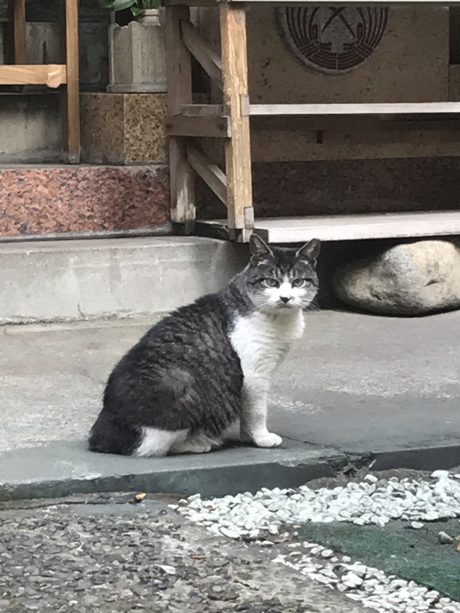 f:id:moshimotakahashi:20190518211345j:plain f:id:moshimotakahashi:20190518211345j:plain