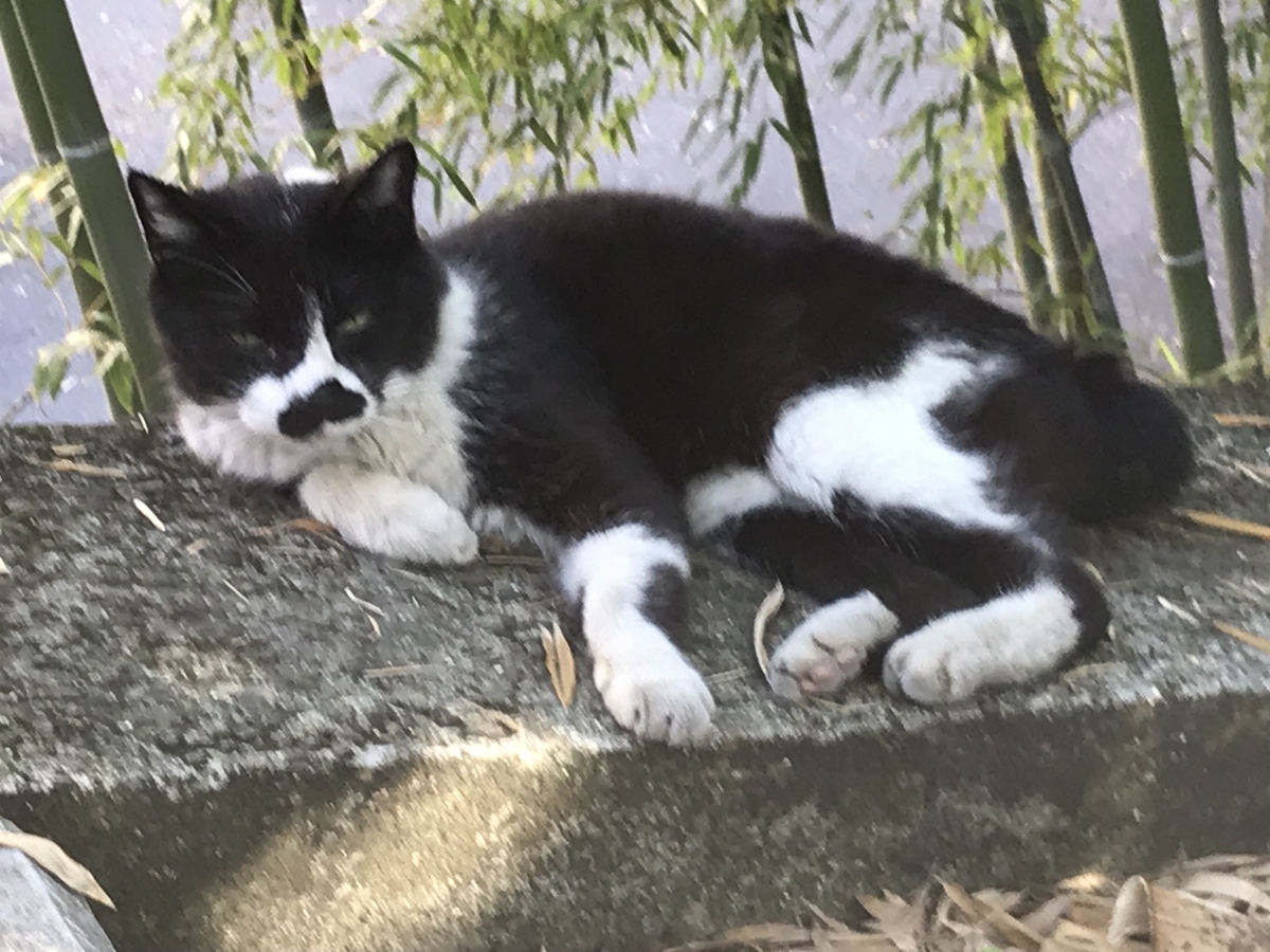 f:id:moshimotakahashi:20190530171543j:plain f:id:moshimotakahashi:20190530171543j:plain