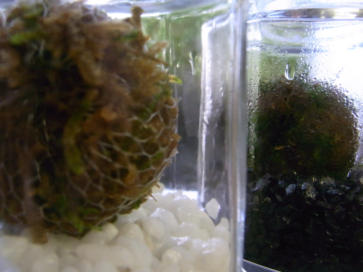 f:id:moss-pockets:20200819161157j:plain