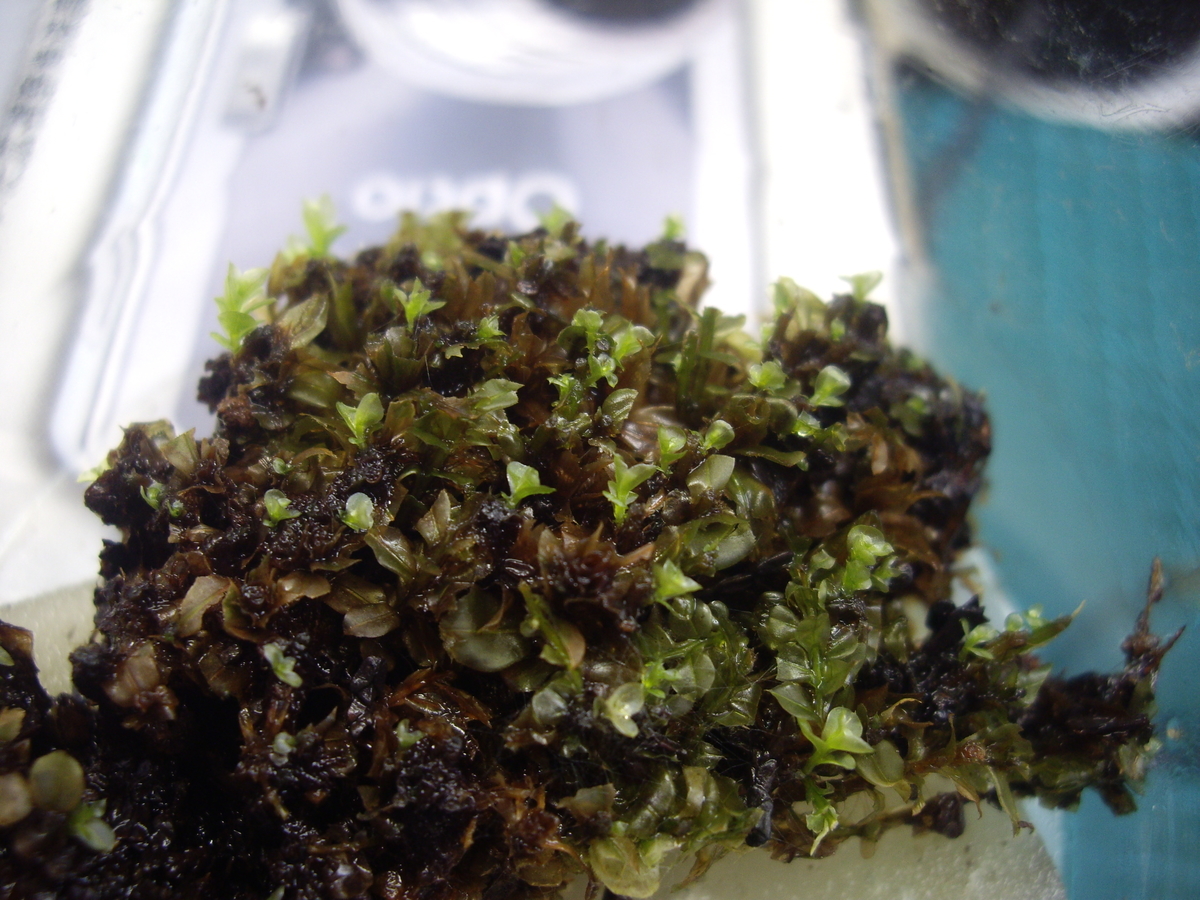 f:id:moss-pockets:20200823162853j:plain