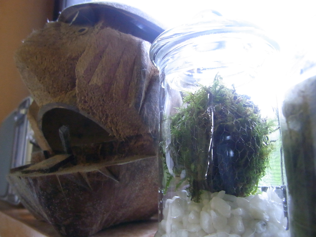 f:id:moss-pockets:20200823163414j:plain