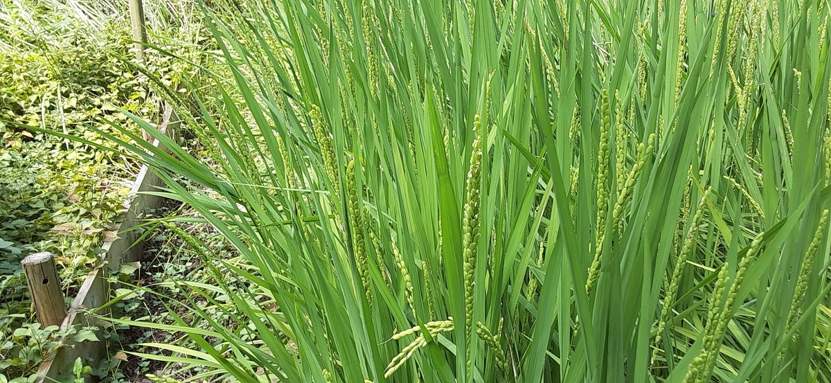 f:id:moss-pockets:20200827171425j:plain