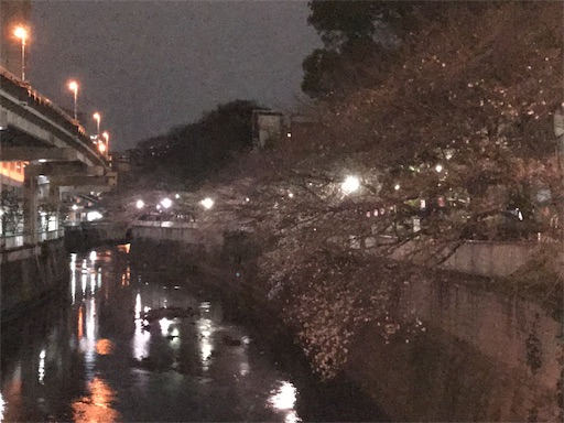 夜桜１