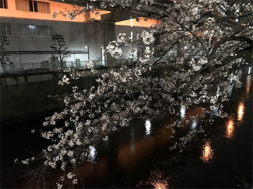 夜桜２