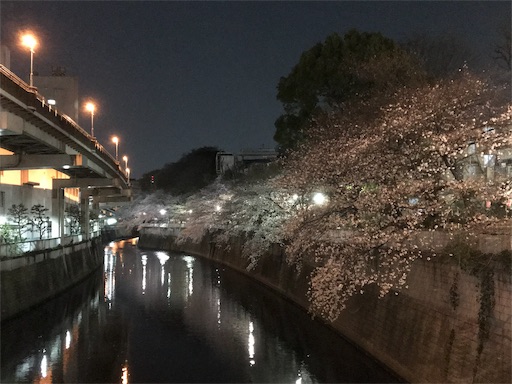 神田川沿いの桜３月２７日