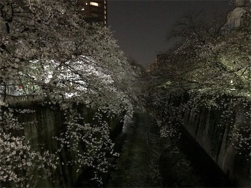 神田川沿いの桜３月２７日