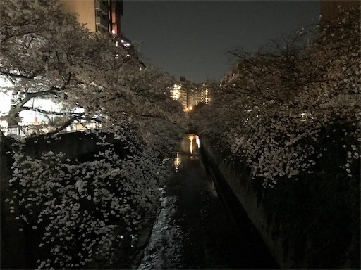 神田川沿いの桜３月２７日