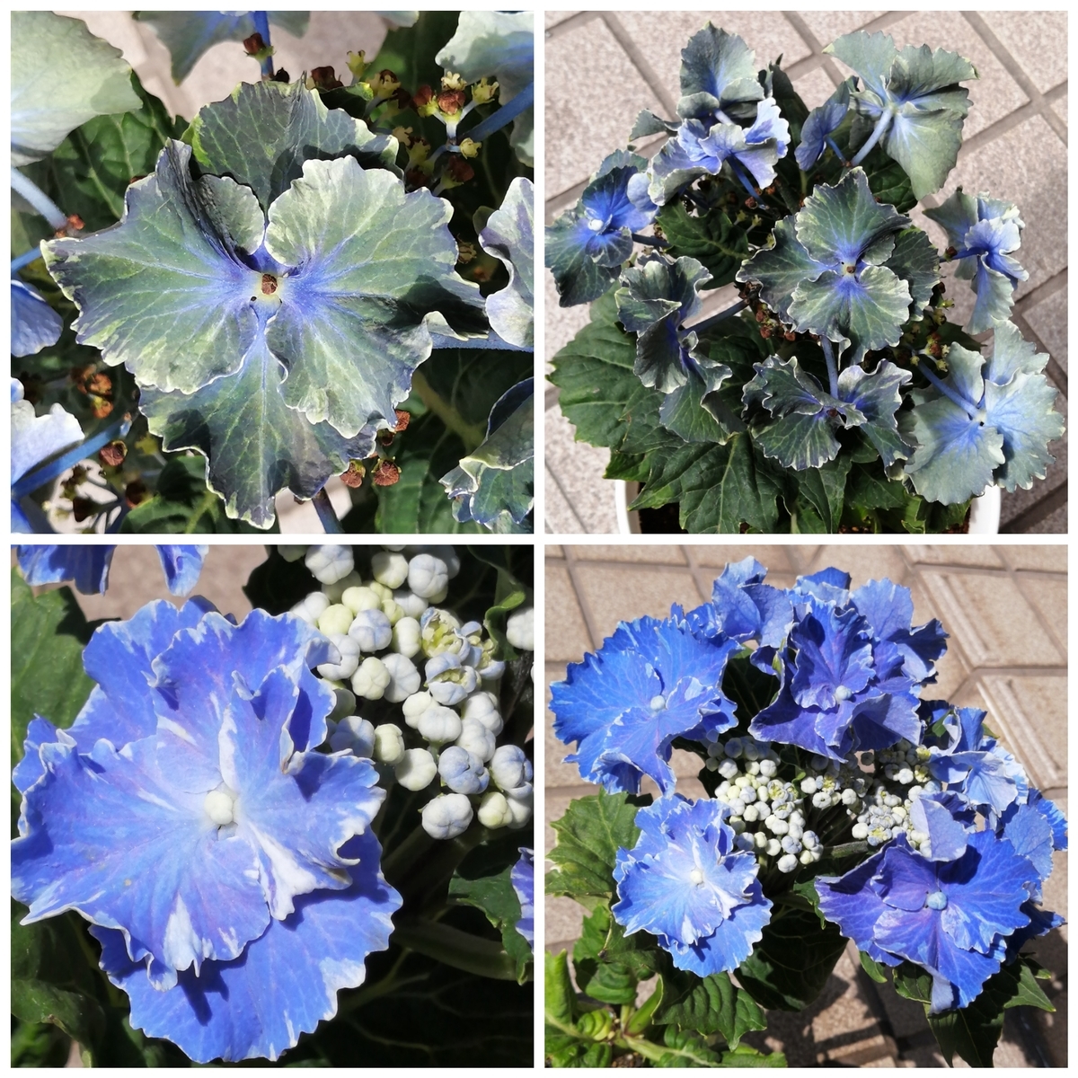 【花苗】ハイドランジア スターリットスカイ タグ付き正規品 紫陽花 あじさい ハイランドジア スターリットスカイ 5寸○フリルのような花びら