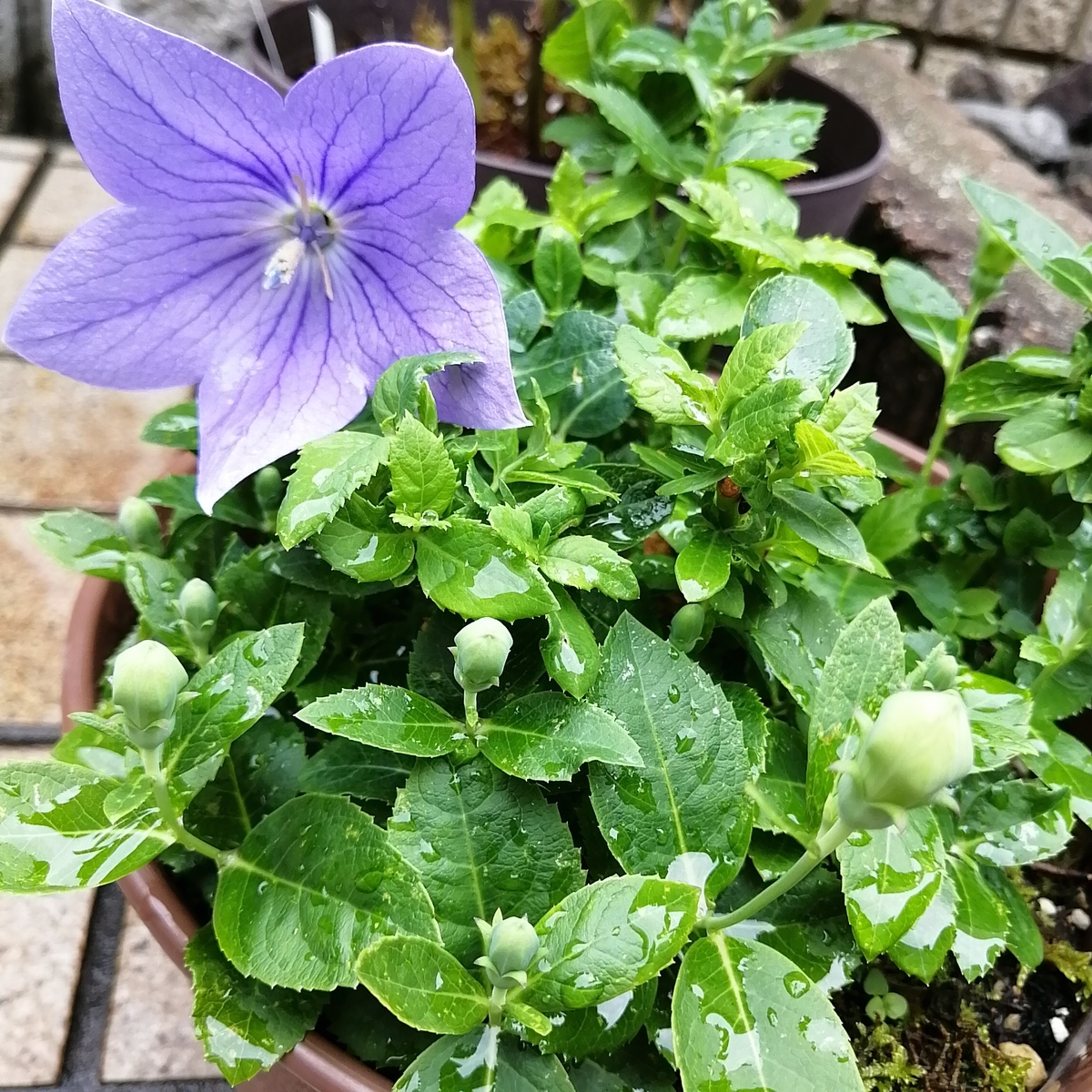 嬉しい二度咲き＜桔梗＞ - 小庭とアートのある暮らし