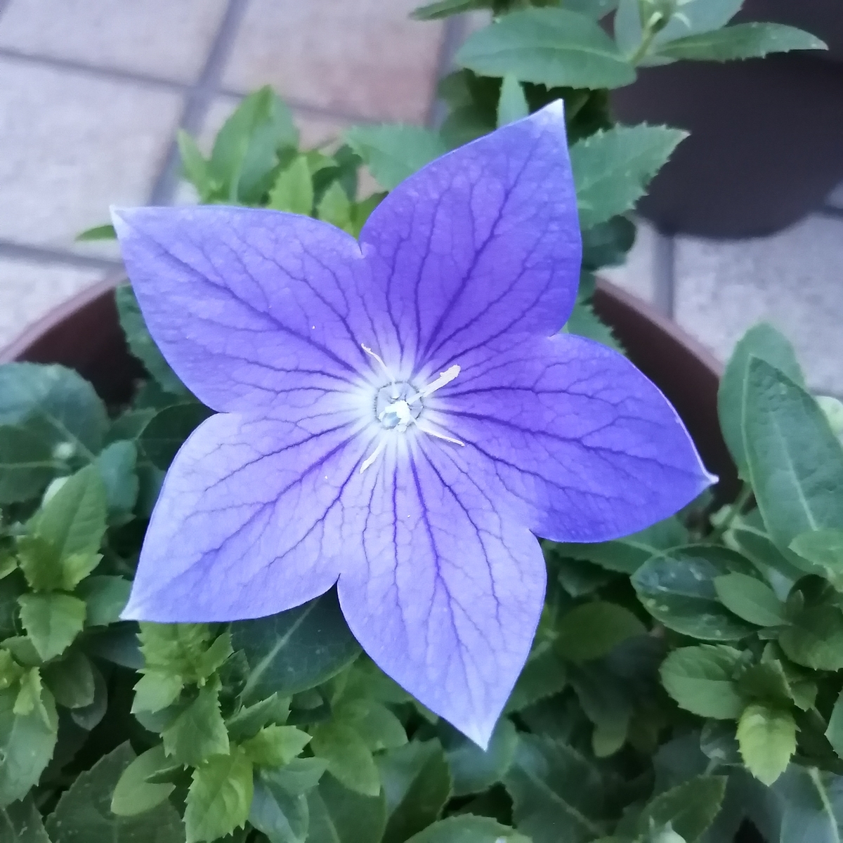 嬉しい二度咲き＜桔梗＞ - 小庭とアートのある暮らし