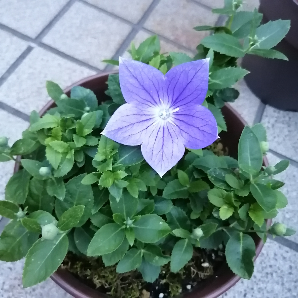 嬉しい二度咲き＜桔梗＞ - 小庭とアートのある暮らし