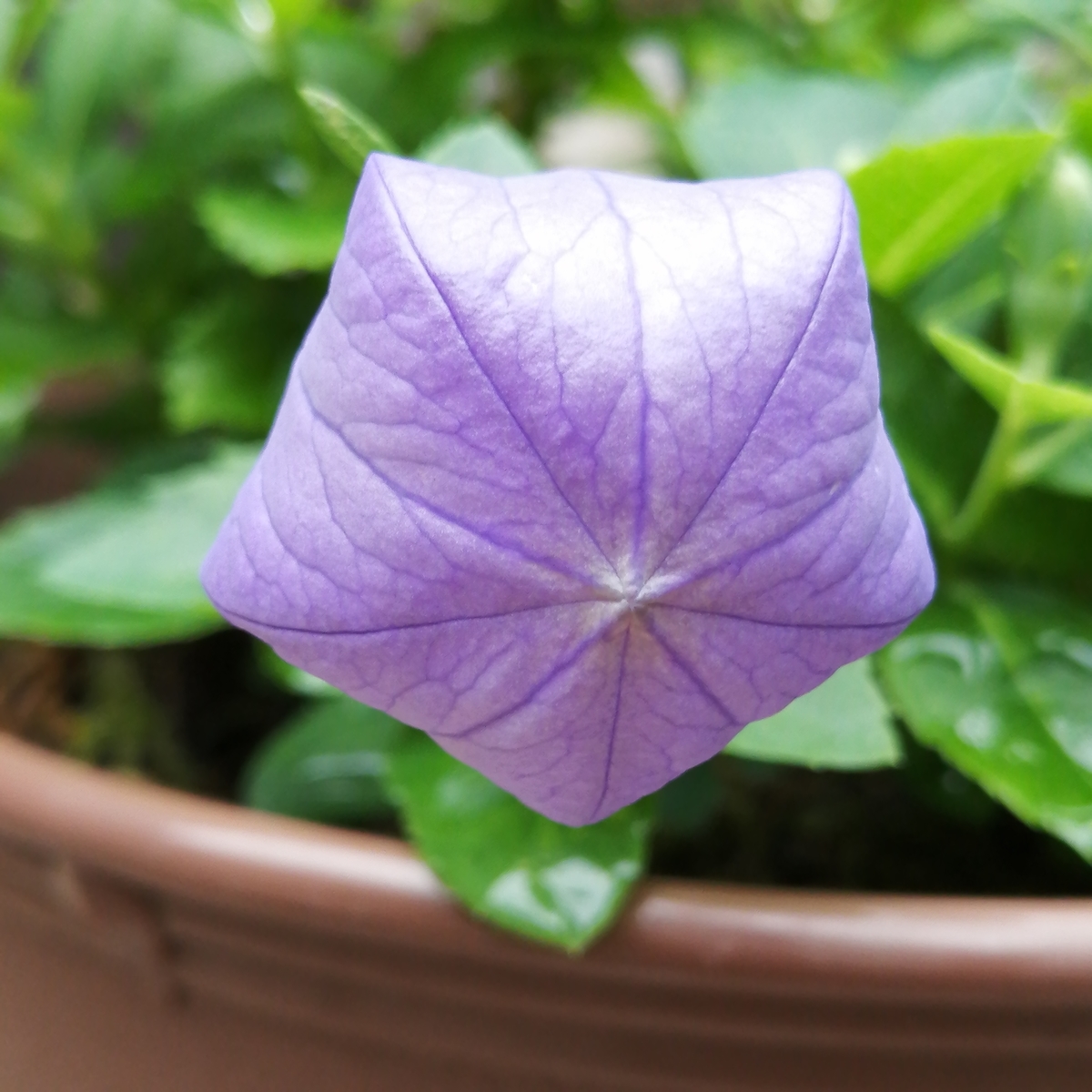 嬉しい二度咲き＜桔梗＞ - 小庭とアートのある暮らし