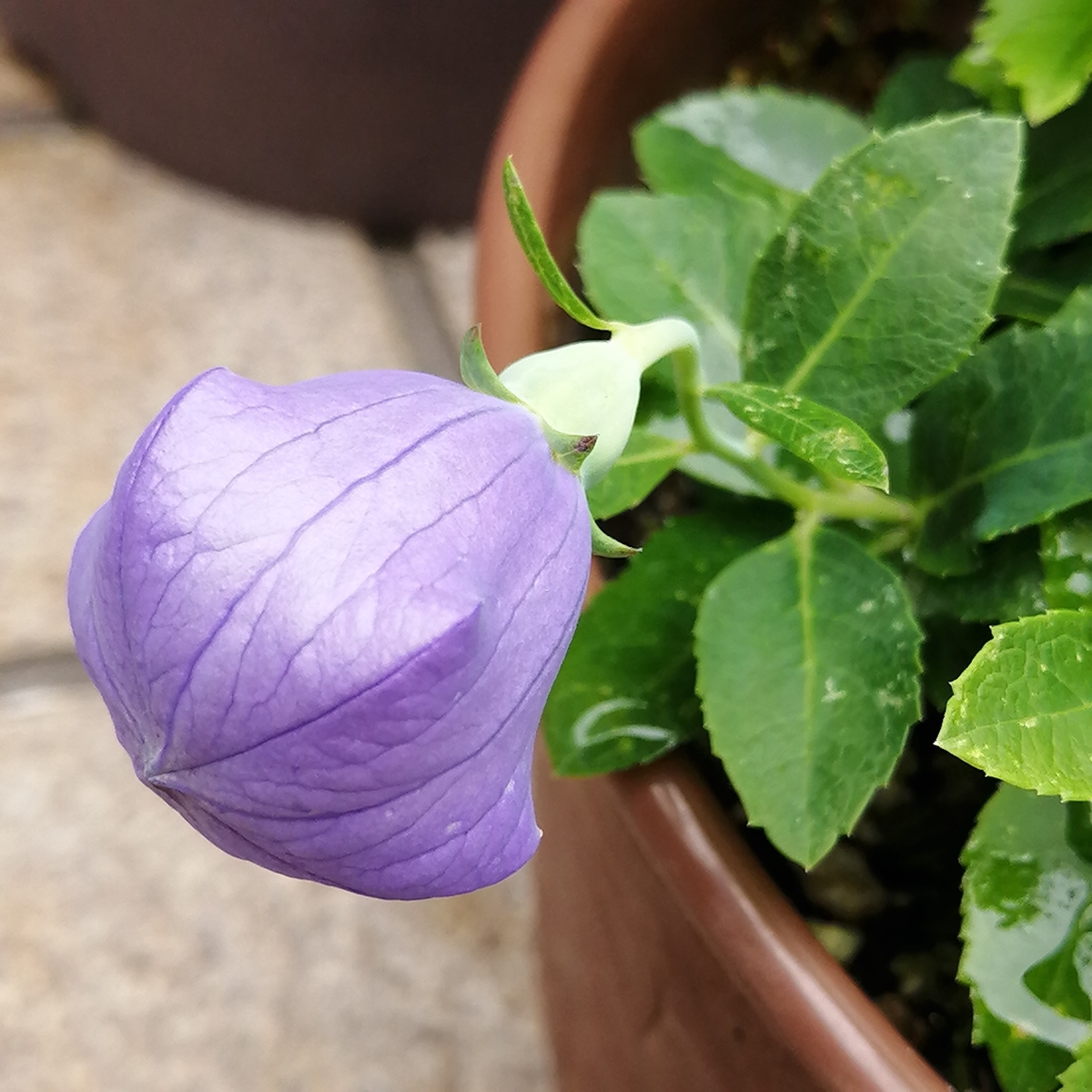 嬉しい二度咲き＜桔梗＞ - 小庭とアートのある暮らし