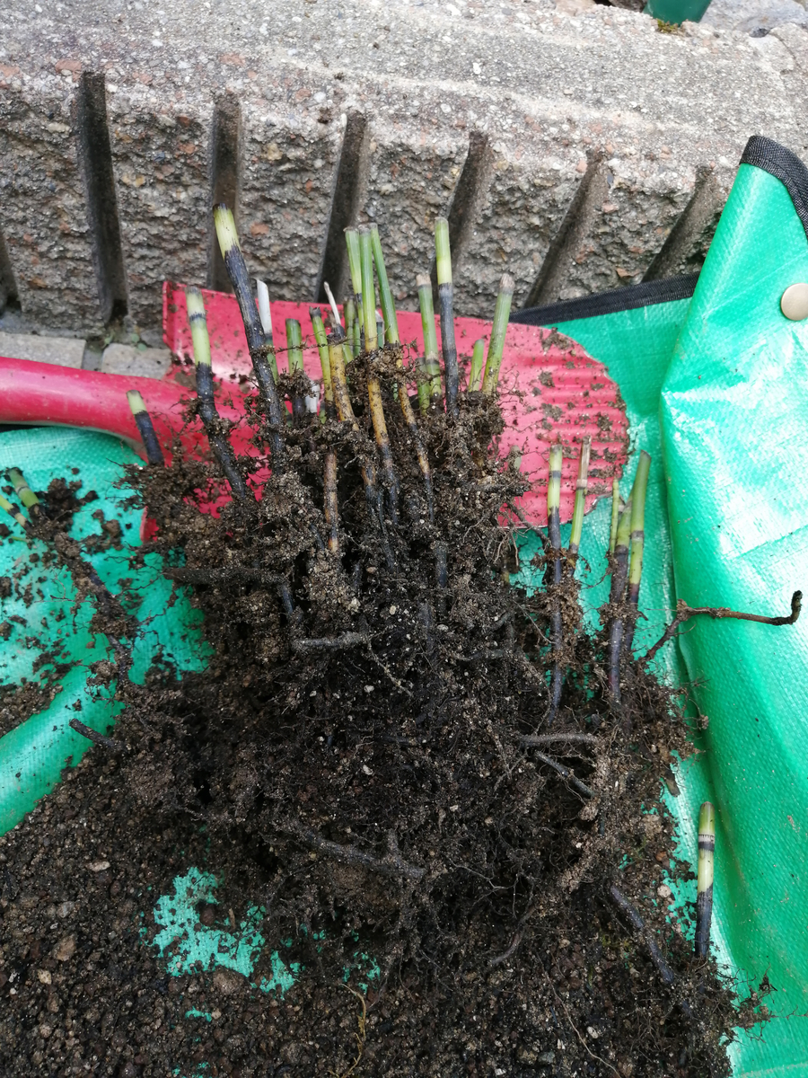 庭の大仕事しました～ - 小庭とアートのある暮らし