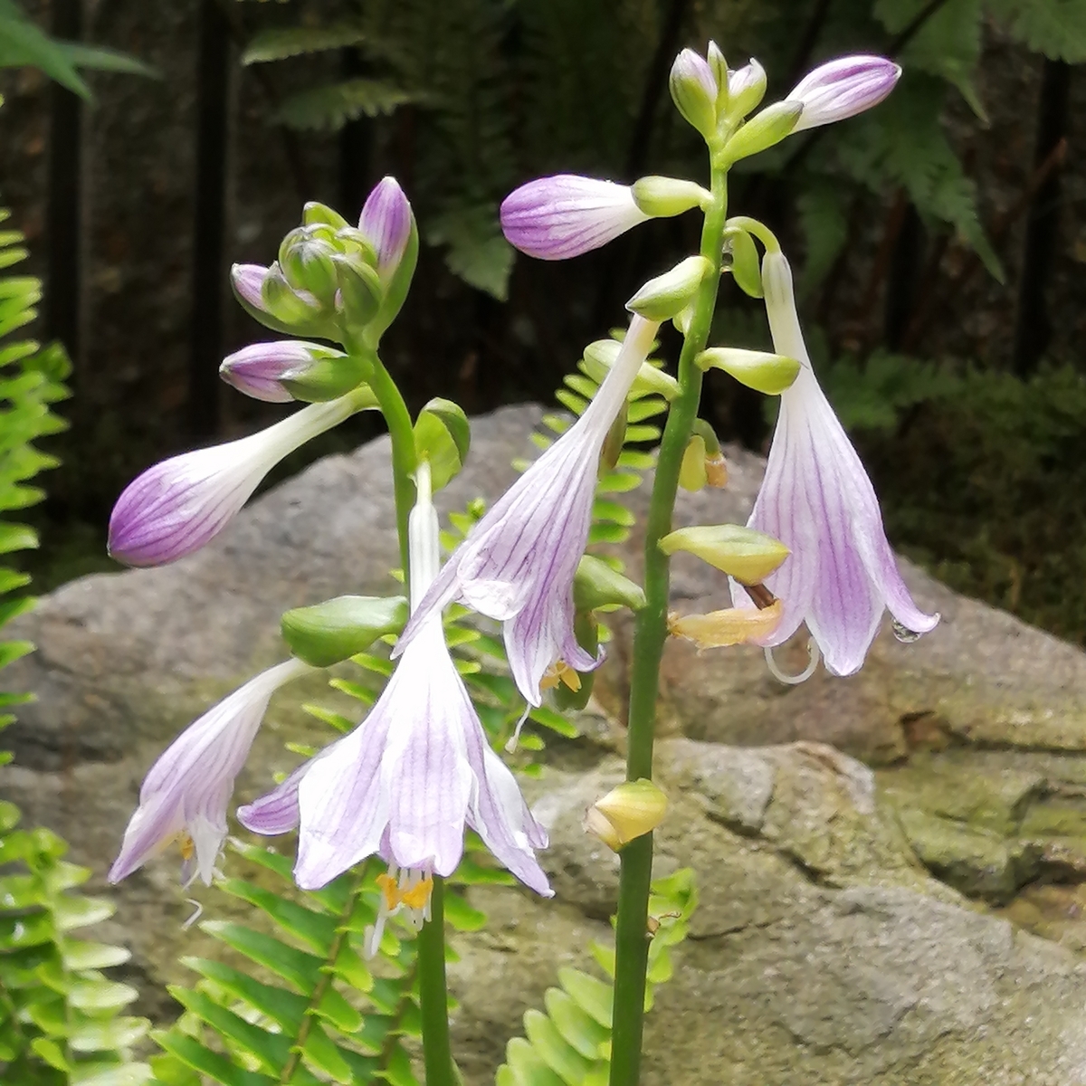 庭レポ（7.9）絞り二重桔梗 - 小庭とアートのある暮らし