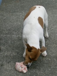 f:id:mosshaven:20070606040622j:image