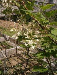 f:id:mosshaven:20080507012611j:image
