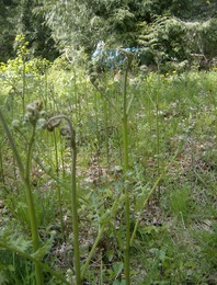 f:id:mosshaven:20080507014101j:image