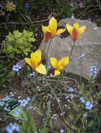 f:id:mosshaven:20080508033614j:image