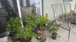 f:id:mosshaven:20120301183619j:image