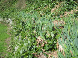 f:id:mosshaven:20120318160249j:image