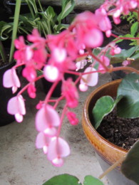 f:id:mosshaven:20130629133004j:image