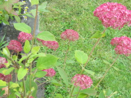 f:id:mosshaven:20130629140618j:image