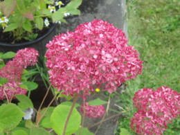 f:id:mosshaven:20130629140737j:image