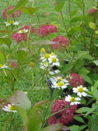 f:id:mosshaven:20130629142955j:image