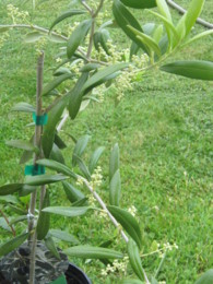 f:id:mosshaven:20130629143158j:image