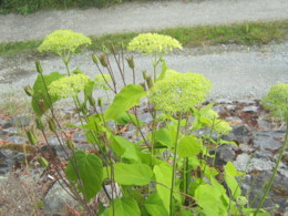 f:id:mosshaven:20130629150129j:image