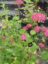 f:id:mosshaven:20130629150458j:image