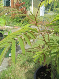 f:id:mosshaven:20130629154447j:image