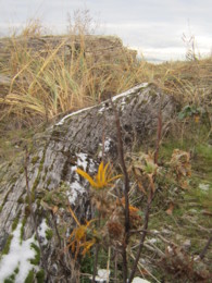 f:id:mosshaven:20131215172536j:image f:id:mosshaven:20131215172536j:image