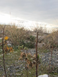 f:id:mosshaven:20131215172724j:image f:id:mosshaven:20131215172724j:image