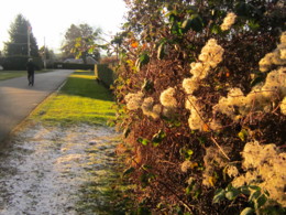 f:id:mosshaven:20131215173250j:image f:id:mosshaven:20131215173250j:image
