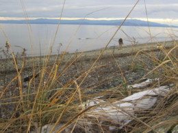 f:id:mosshaven:20131215175017j:image f:id:mosshaven:20131215175017j:image