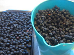 f:id:mosshaven:20141004163412j:image