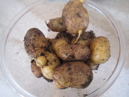 f:id:mosshaven:20141004164409j:image