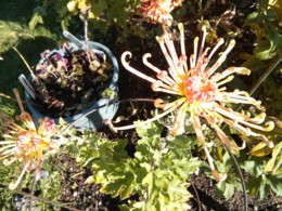 f:id:mosshaven:20151119054153j:image f:id:mosshaven:20151119054153j:image