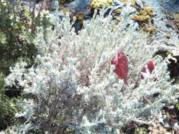 f:id:mosshaven:20151119054919j:image f:id:mosshaven:20151119054919j:image