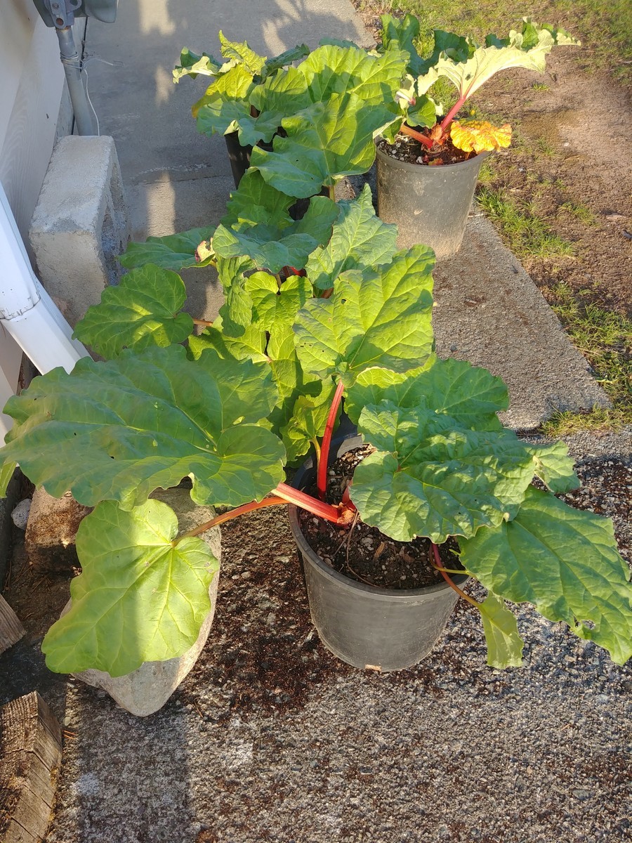 f:id:mosshaven:20200511060639j:plain f:id:mosshaven:20200511060639j:plain