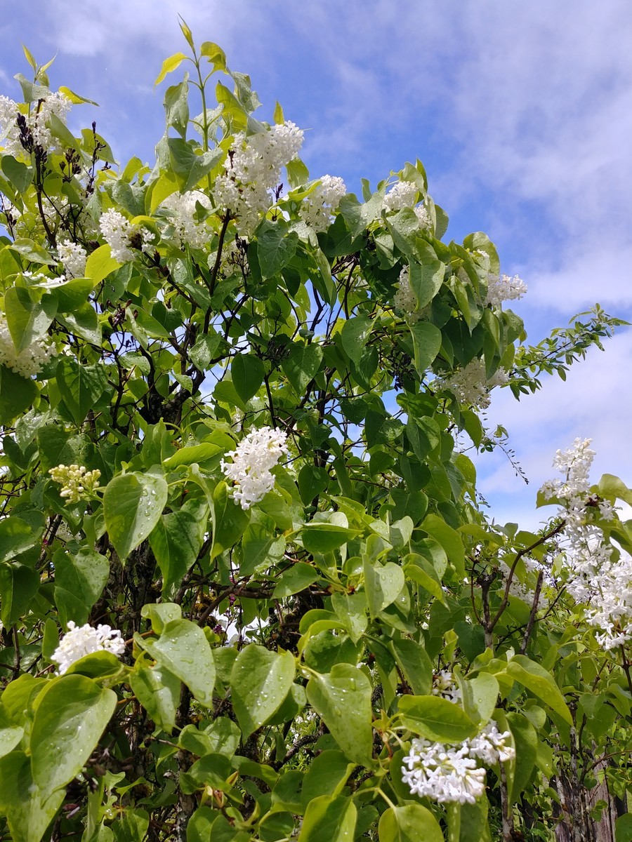 f:id:mosshaven:20200511060822j:plain f:id:mosshaven:20200511060822j:plain