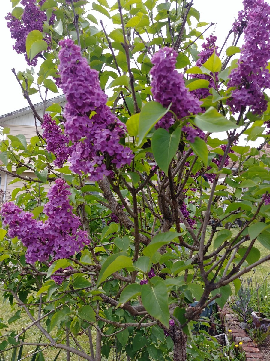 f:id:mosshaven:20200511061341j:plain f:id:mosshaven:20200511061341j:plain