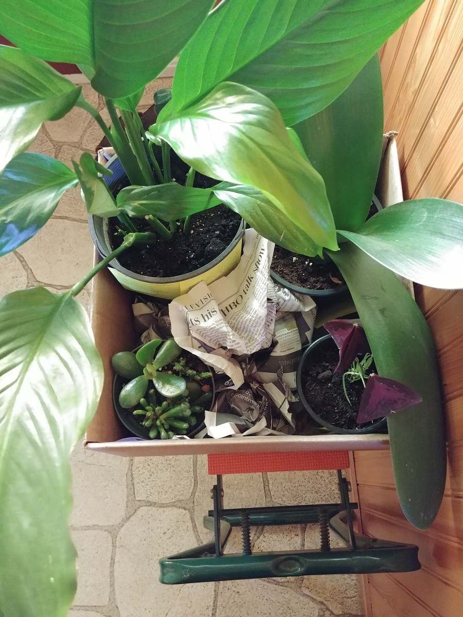 f:id:mosshaven:20200619175528j:plain